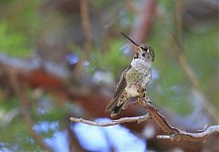 Anna's Hummingbird